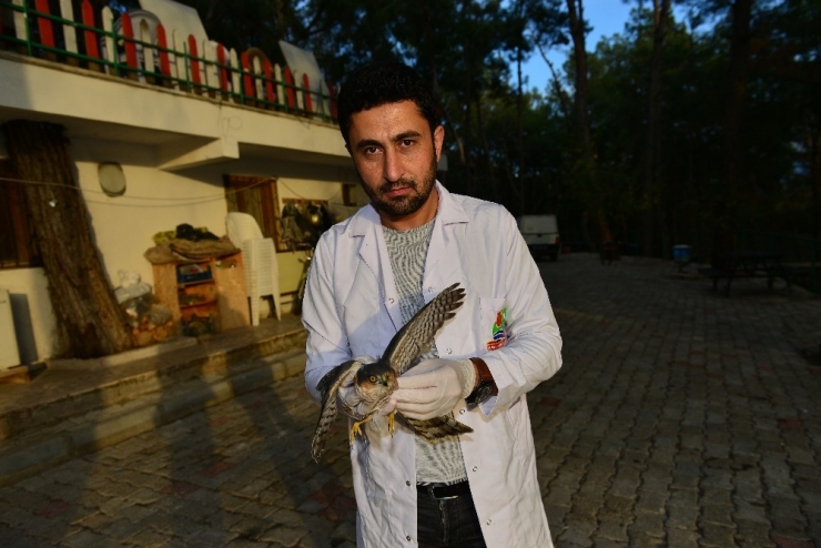 Yaralı Gelen Havyan Sayısı Arttı