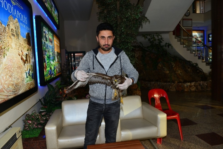 Yaralı Gelen Havyan Sayısı Arttı