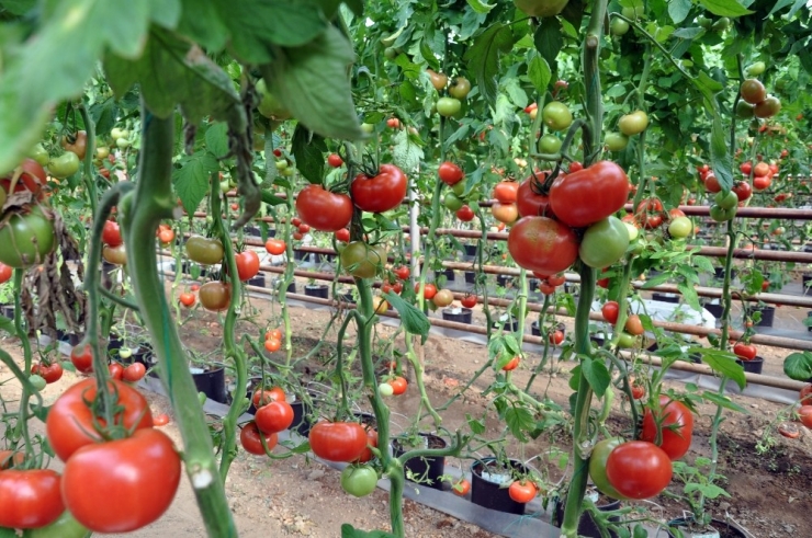 Simav’da Jeotermal Enerjiyle Domates Üretimine İlgi