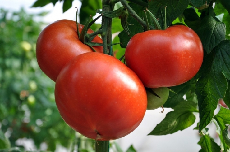 Simav’da Jeotermal Enerjiyle Domates Üretimine İlgi