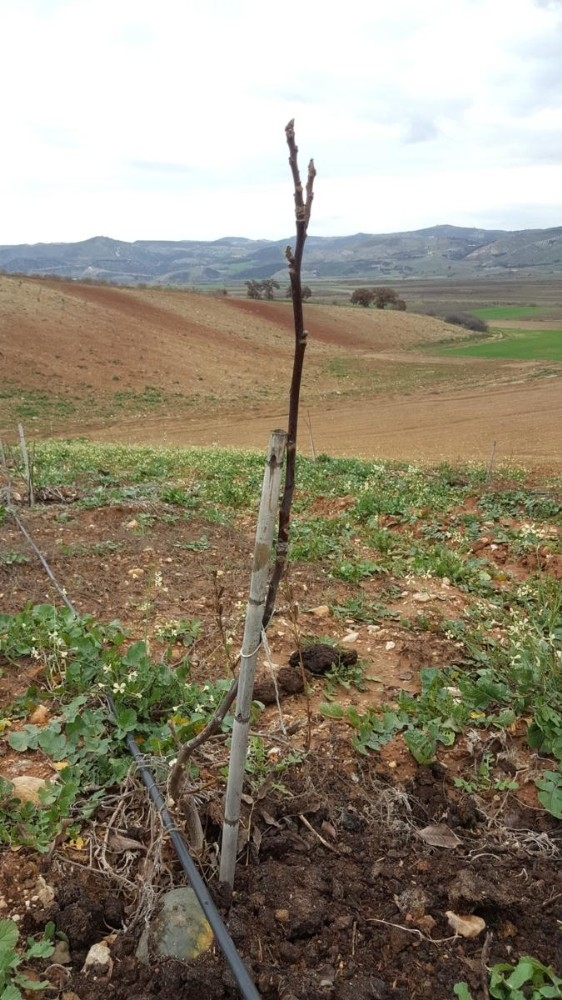 Toprakla Buluşan Fidanlara Yakın Takip