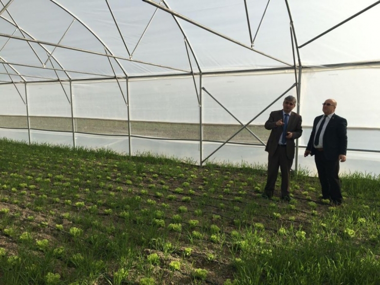 Kırkağaç’ta Seralarda Üretim Başladı