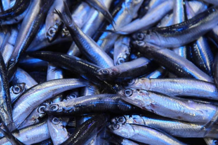 Hamsi Soğuk Sulara Kaçınca Balık Fiyatları Arttı