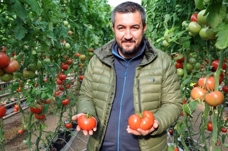 Simav’da Jeotermal Enerjiyle Domates Üretimine İlgi