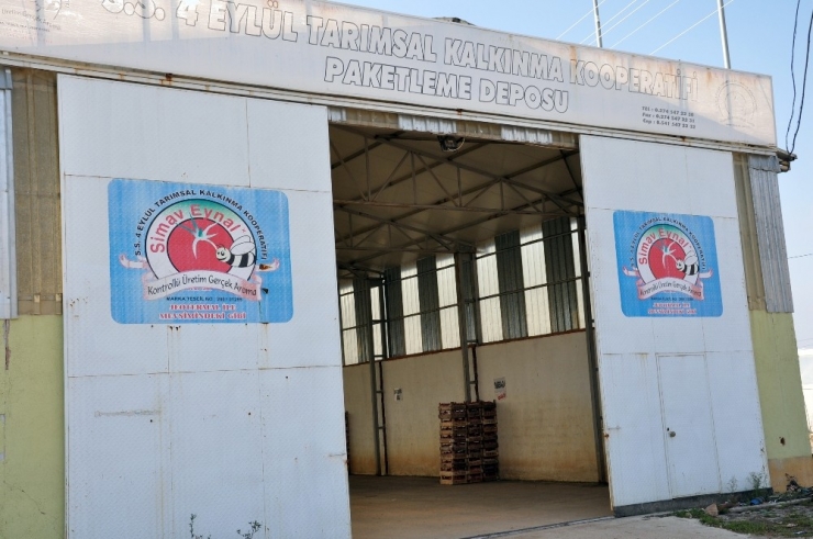 Simav’da Jeotermal Enerjiyle Domates Üretimine İlgi