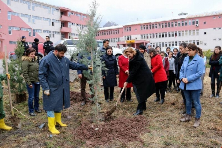 Hakkari’deki Bereket Ormanlarına Fidan Dikildi