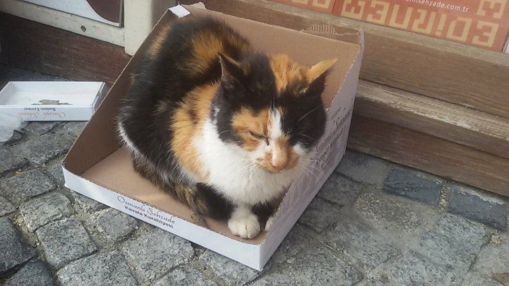 Süslü’nün Keyfine Diyecek Yok