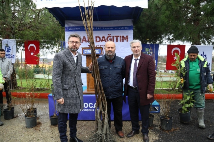 Kandıra’da 22 Bin Adet Ceviz Fidanı Dağıtıldı