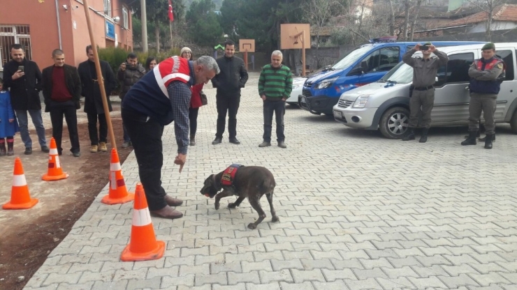 Öğrenciler Narkotik Köpeği ’Vicdan’ı Çok Sevdi