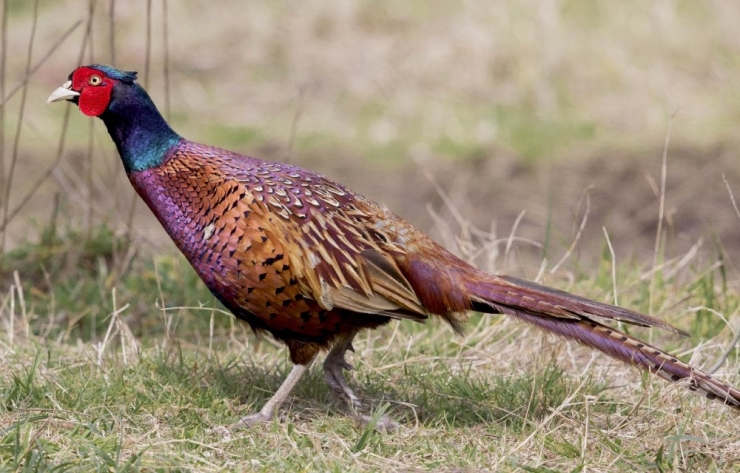 Yılda 14 Bin Adet Üretilerek Doğaya Salınıyor