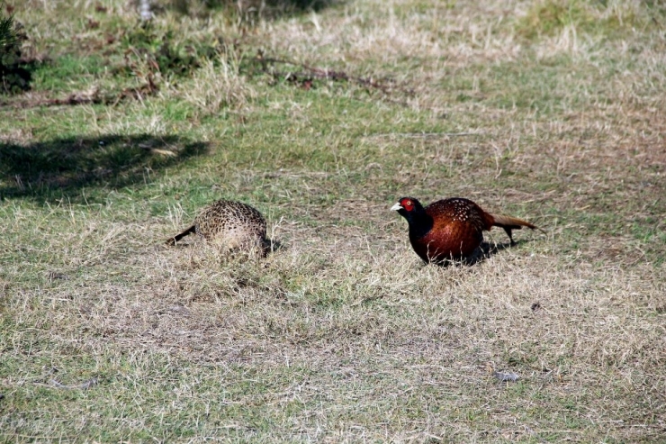 Yılda 14 Bin Adet Üretilerek Doğaya Salınıyor