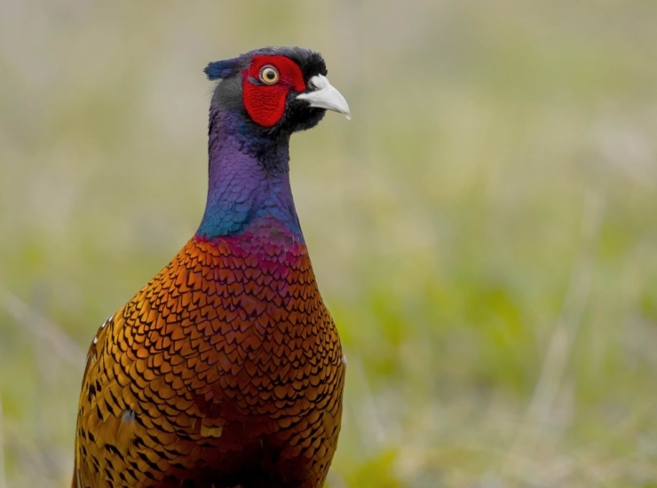 Yılda 14 Bin Adet Üretilerek Doğaya Salınıyor