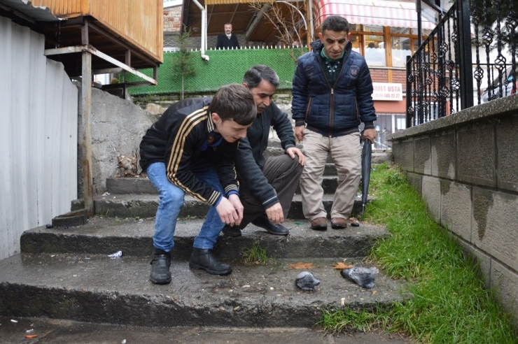 Niksar’da Şüpheli Kuş Ölümleri