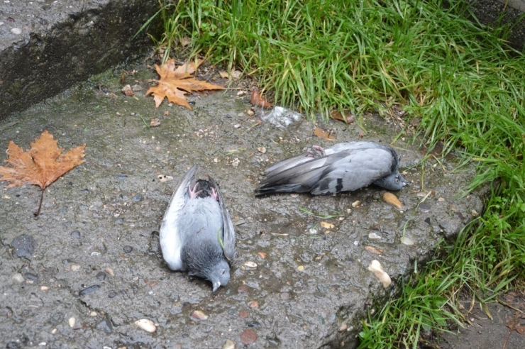 Niksar’da Şüpheli Kuş Ölümleri
