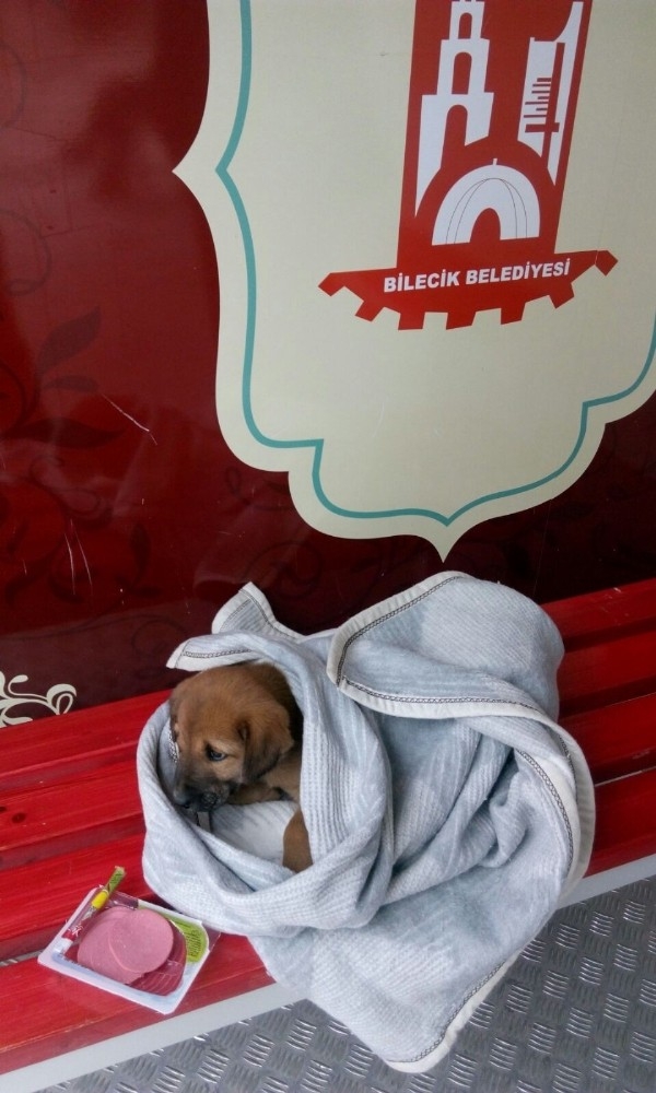 6k Akıllı Durakların Yeni Misafiri Minik Köpek Oldu