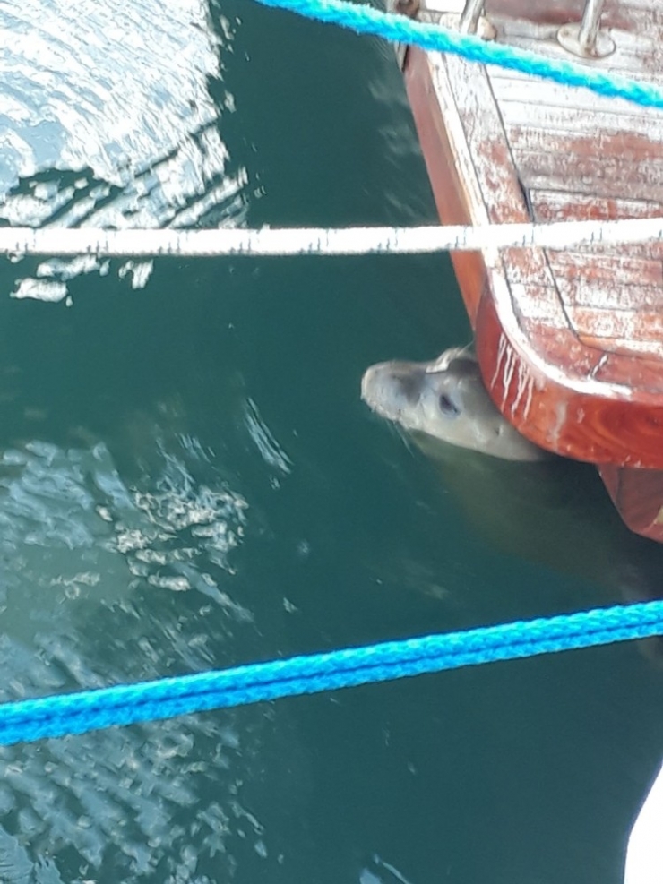 Yat Limanını Mesken Tutan Akdeniz Foku, Balıkçıların Maskotu Oldu