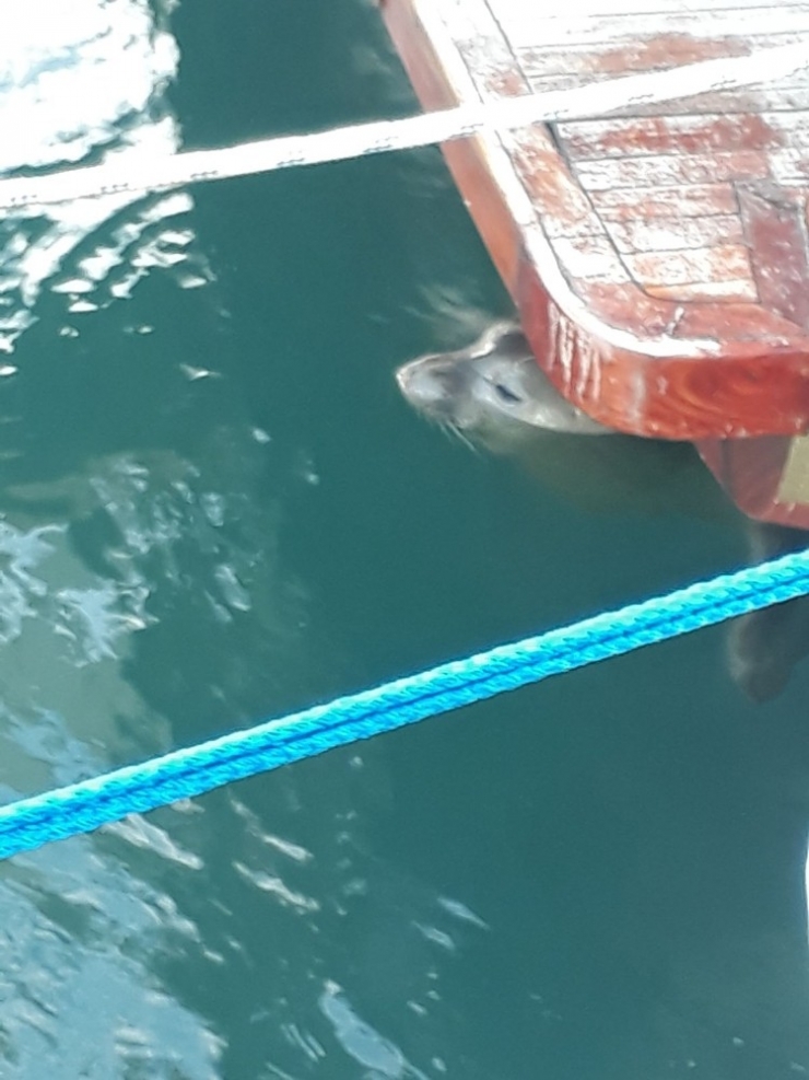 Yat Limanını Mesken Tutan Akdeniz Foku, Balıkçıların Maskotu Oldu