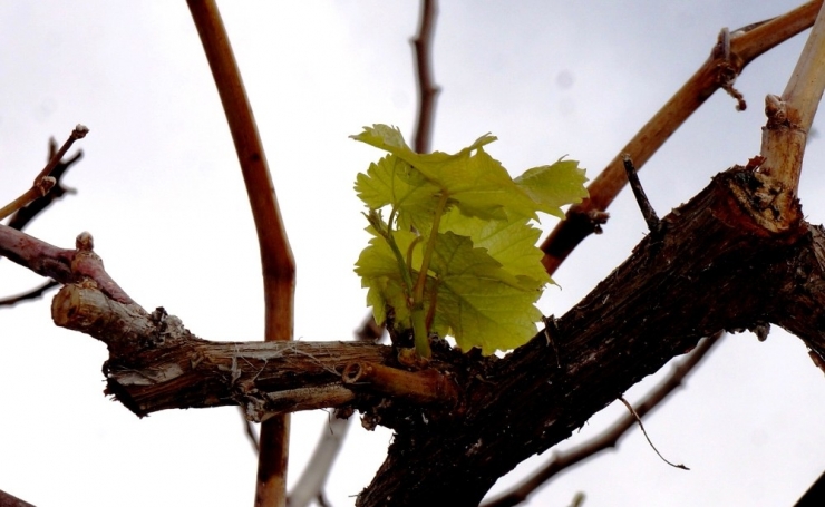 Kışın Filizlenen Üzüm Asması Endişelendirdi
