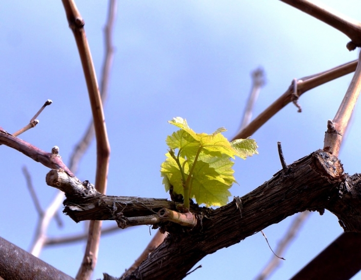 Kışın Filizlenen Üzüm Asması Endişelendirdi