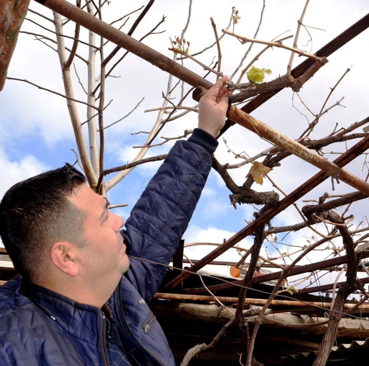 Kışın Filizlenen Üzüm Asması Endişelendirdi