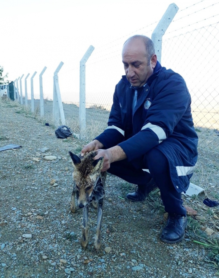 Donmak Üzere Olan Tilkiyi Zabıta Kurtardı