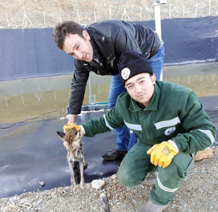 Donmak Üzere Olan Tilkiyi Zabıta Kurtardı