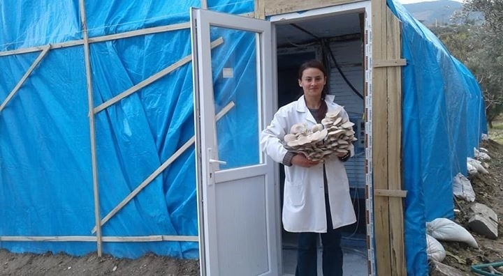 Aydın’da İstiridye Mantar Üretimi Yaygınlaşıyor