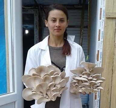 Aydın’da İstiridye Mantar Üretimi Yaygınlaşıyor