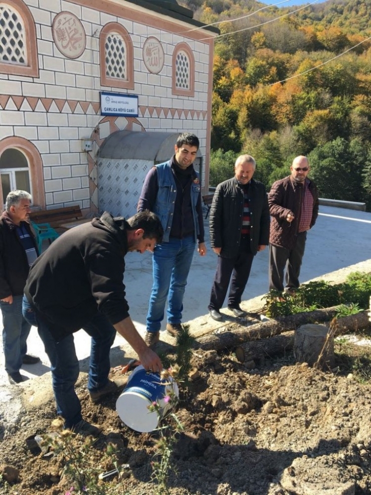 Ordu’da Sosyal Maksatlı Ağaçlandırmada 2 Bin Fidan Dikildi