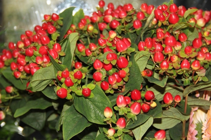 Çiçekçilik Sektörü Yılbaşı Öncesi Hareketlendi