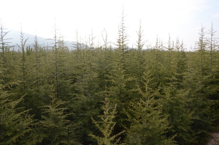 Yılbaşı Öncesi Cam Ağacı Uyarısı