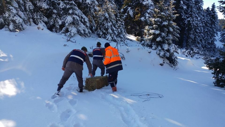 Yaban Hayvanları İçin Doğaya Yem Bıraktılar