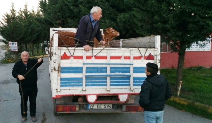 Genç Çiftçilere Damızlık Düve Dağıtıldı