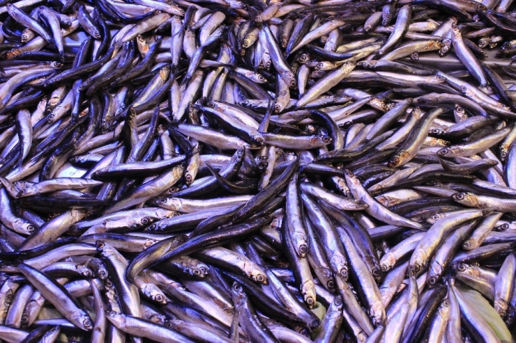 Hamsi Fiyatları Tavuk Fiyatlarını Solladı