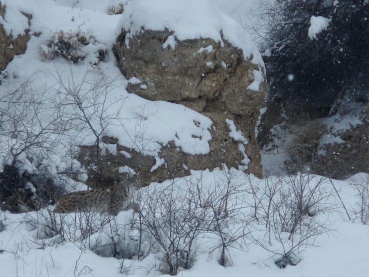 Sivas’ta Vaşak Görüntülendi