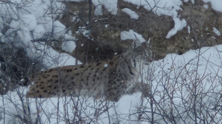 Sivas’ta Vaşak Görüntülendi