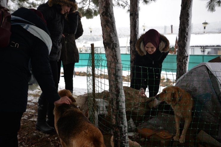 Sokak Hayvanları Üşümesin Diye Yapılan Kulübeler Şehrin Birçok Noktasına Bırakıldı