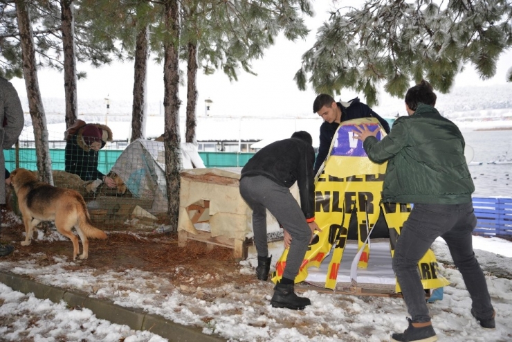Sokak Hayvanları Üşümesin Diye Yapılan Kulübeler Şehrin Birçok Noktasına Bırakıldı