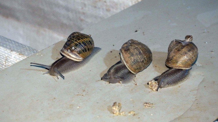 Türkiye’nin İlk Salyangoz Üretim Çiftliği Kuşadası’nda Kuruldu