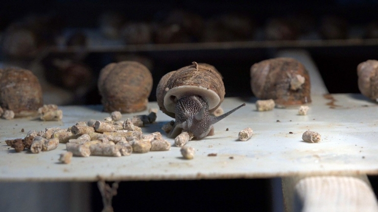 Türkiye’nin İlk Salyangoz Üretim Çiftliği Kuşadası’nda Kuruldu