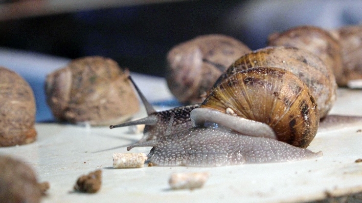 Türkiye’nin İlk Salyangoz Üretim Çiftliği Kuşadası’nda Kuruldu