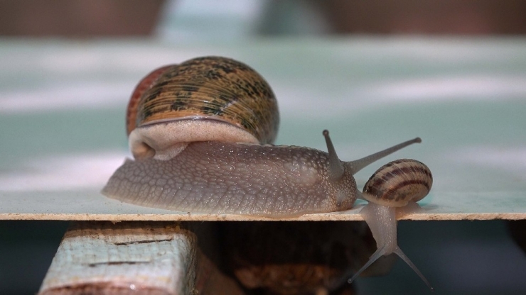 Türkiye’nin İlk Salyangoz Üretim Çiftliği Kuşadası’nda Kuruldu