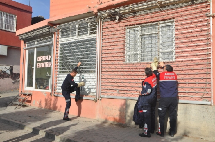 Darabaya Sıkışan Kediyi Cankur Kurtardı