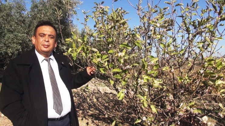 Tarsus’ta Elma Ağaçları Çiçek Açtı