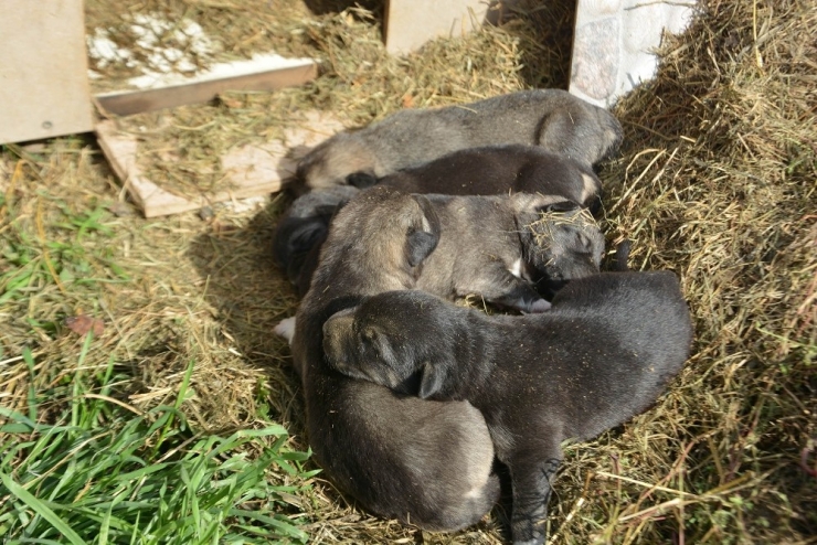O Hayvanları, Hayvanlar Onu Seviyor