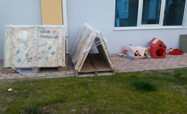 Sıcak Kalpli Gençler Uşak’ın Soğuğunda Sokak Hayvanları Unutmadı