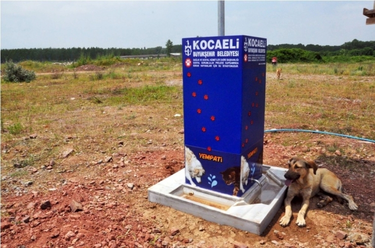 Büyükşehir’den 2017 Yılında, 5 Bin 500 Hayvana Şefkat Eli