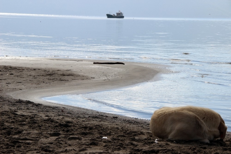 Gökova Körfezinde Gel-git Olayları Devam Ediyor