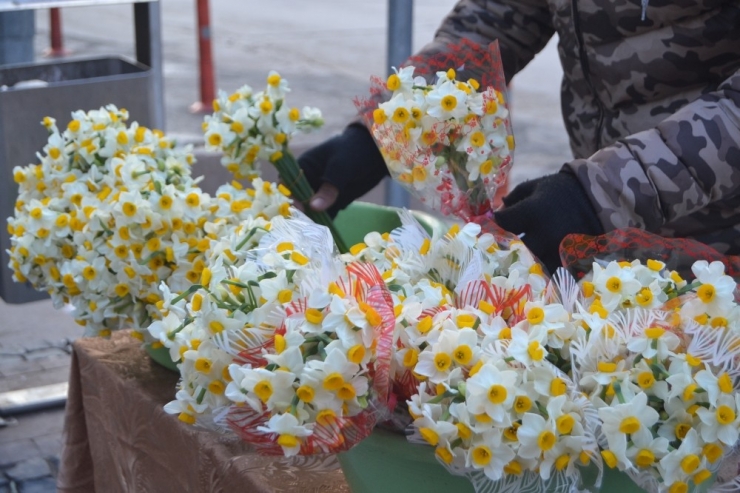 Ayvalık’ta Nergis Kokusu Yürekleri Isıtıyor