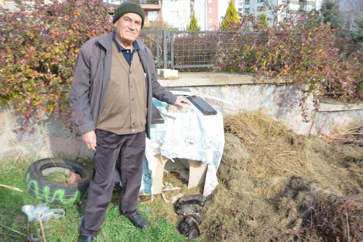 O Hayvanları, Hayvanlar Onu Seviyor